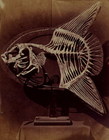 Skeleton of the sun fish, 1857.