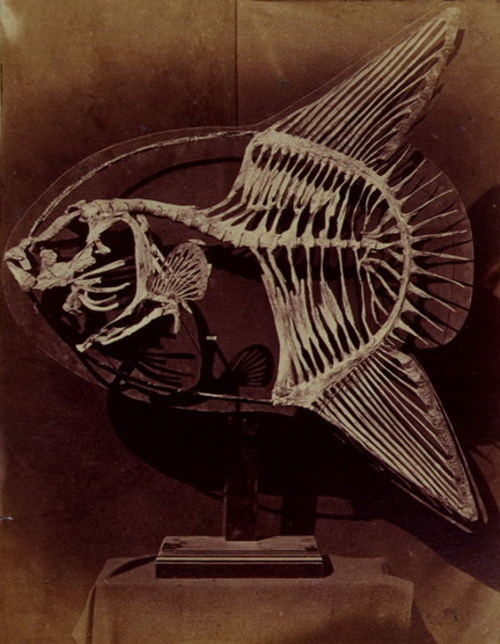 Skeleton of the sun fish, 1857